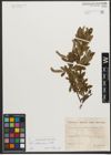 Foto von Salix waldsteiniana Willd.